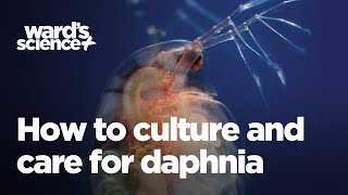 Caring and Culturing for Daphnia [upl. by Innaig]