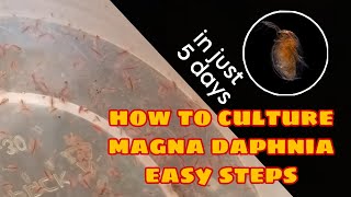 How to Culture Magna Daphnia Easily [upl. by Rennold]