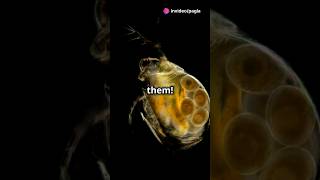 How to culture Daphnia for your Aquarium [upl. by Jahncke]