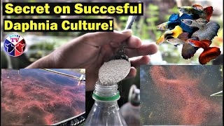 How to Culture Daphnia Successfully [upl. by Suoicerp]