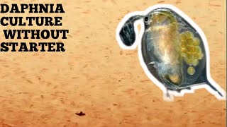 HOW TO CULTURE DAPHNIA NATURALLY WITHOUT A STARTER [upl. by Kcirdle212]