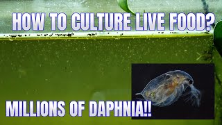 How to Culture Daphnia Secret Method to Breed MILLIONS  Simply Aquatic [upl. by Warrin365]