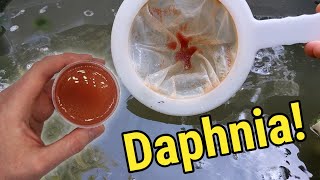 How I Culture Daphnia In Outdoor Tubs [upl. by Inalaehak528]