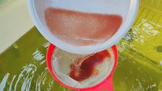 How to culture daphnia  Daphnia culture  How to grow daphnia outdoor [upl. by Marola164]