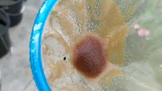 How to culture daphnia moina in a small container Part 1 English Subtitle [upl. by Baumann]