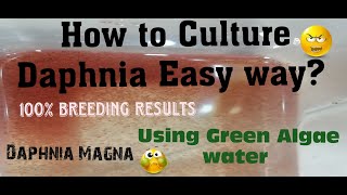 Daphnia MagnaHow to Culture Daphnia Easy wayCulturing Daphnia using Green water Daphnia [upl. by Blus]