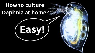 BEST Live Fish Food Beginner guide How to Culture Daphnia at home [upl. by Luapnaes408]