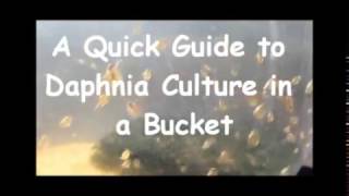 How to culture daphnia outside [upl. by Connors]