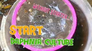 How to culture daphnia moina the easy way 1  Starting the Daphnia culture [upl. by Meesaw]