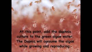 Daphnia  How to grow daphnia in your home [upl. by Aggi]