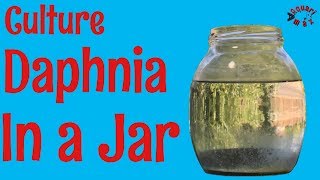 How to Culture Daphnia in a Jar [upl. by Joacimah]