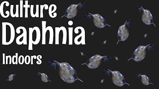 How to Culture Daphnia [upl. by Krystle]