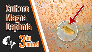 How to culture DAPHNIA MAGNA  The easy way [upl. by Katti]