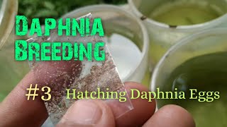 Daphnia Culture made simple and easy 3  Hatching Daphnia eggs [upl. by Lukin]