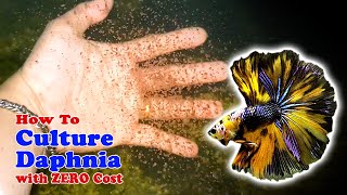 How to Culture Daphnia with ZERO Cost  Unlimited Live Food For Our Fish [upl. by Swee875]