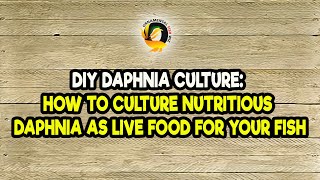 DIY Daphnia Culture How to Culture Nutritious Daphnia as Live Food for Your Fish [upl. by Sucramed]