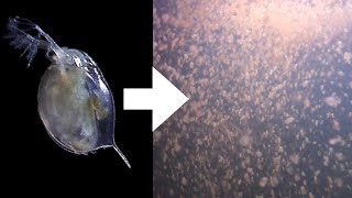 How I Culture Daphnia [upl. by Kaule695]