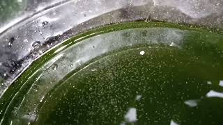 DAPHNIA MOINA CULTURE IN A SMALL BUCKET [upl. by Nored]