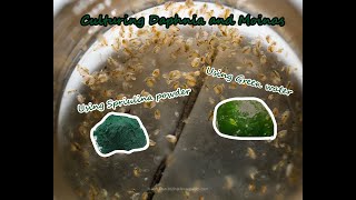 How To Culture Daphnia and Moinas using Green Water Spirulina powder [upl. by Odragde831]