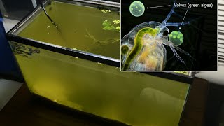 Raising Daphnia for the Freshwater Aquarium [upl. by Corvin]