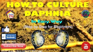 HOW TO CULTURE DAPHNIA In Easy Way [upl. by Trudi]